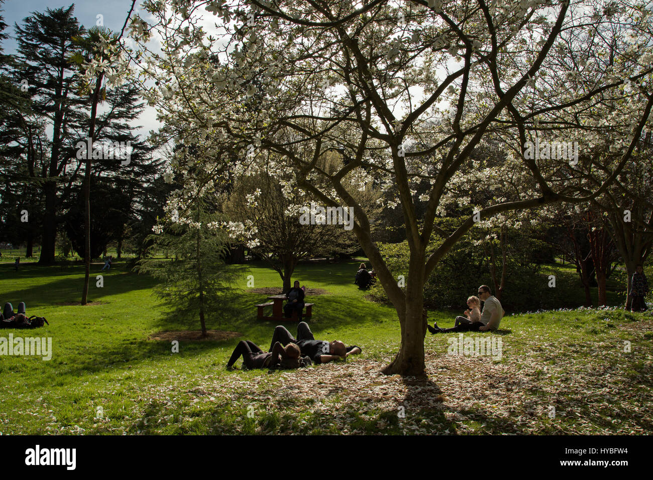 Magnolia trees in the Phoenix Park, Dublin city, Ireland. Stock Photo