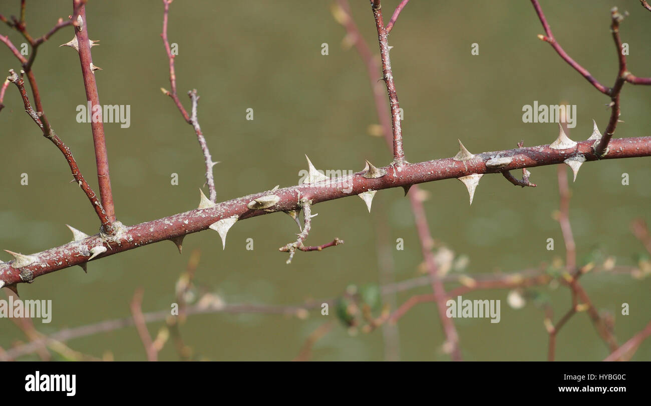 Blackberry Thorns Stock Photos & Blackberry Thorns Stock Images Alamy
