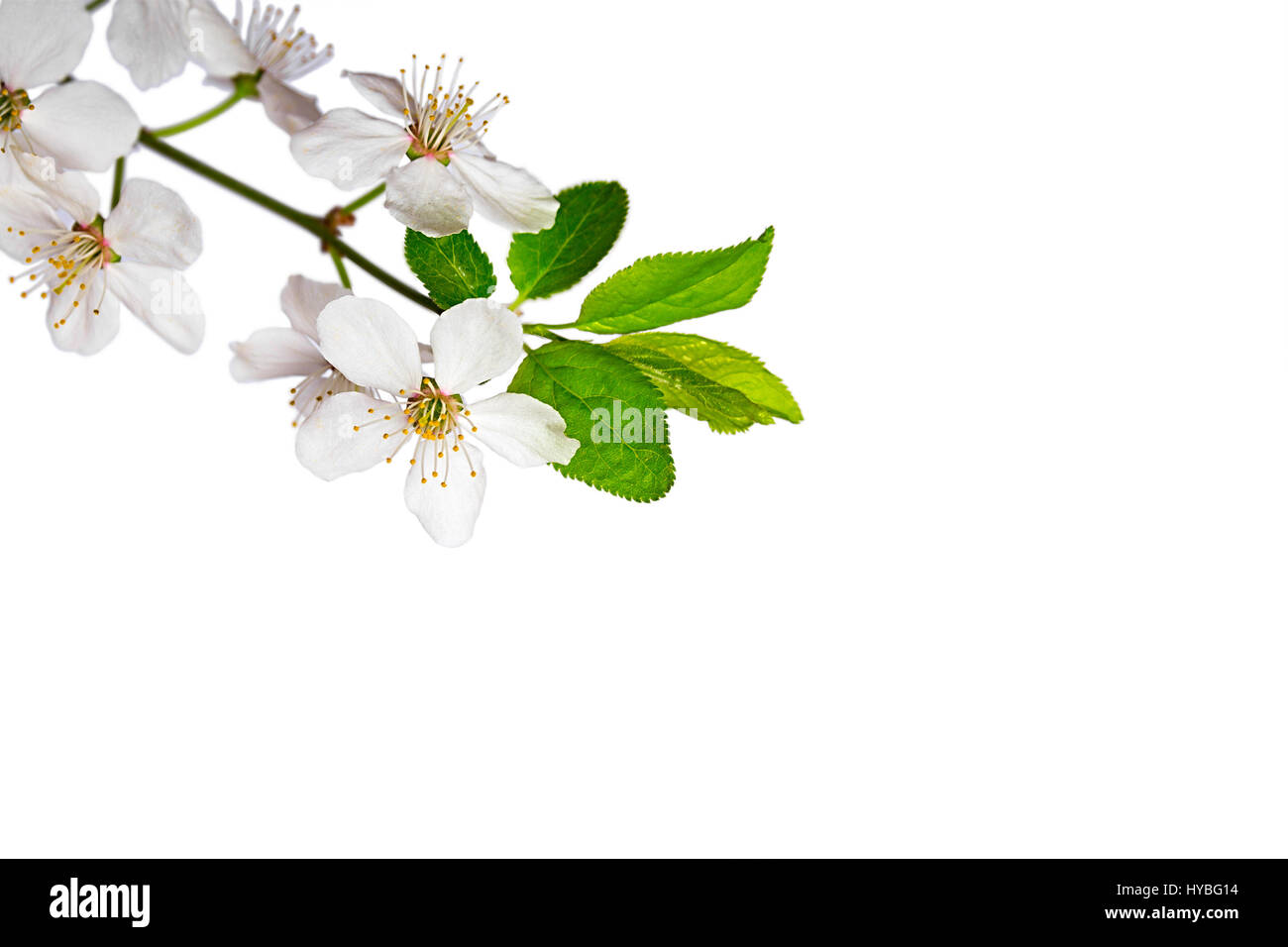 cherry tree flowers isolated on white background Stock Photo - Alamy