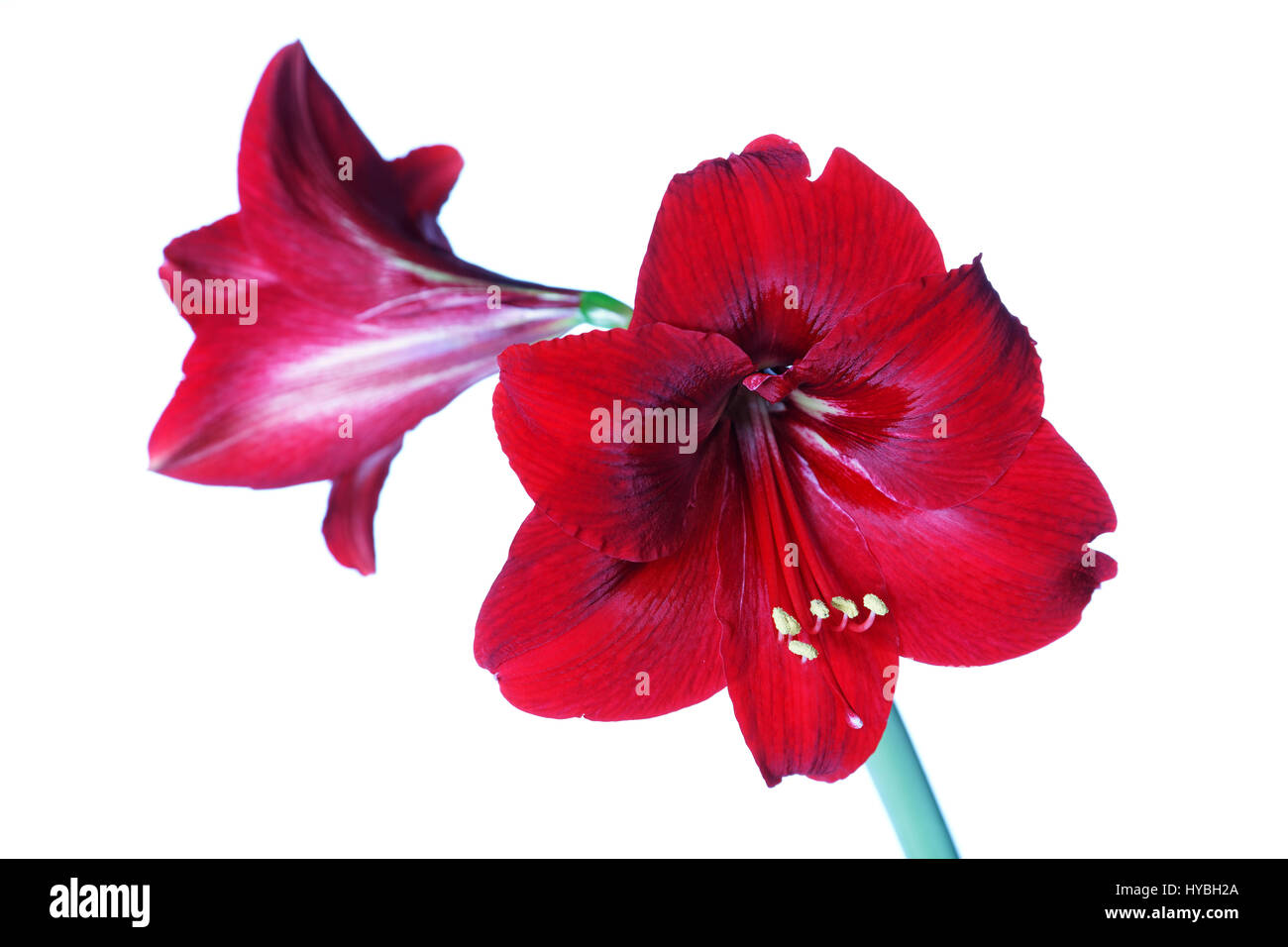 Red amaryllis isolated on white background Stock Photo - Alamy