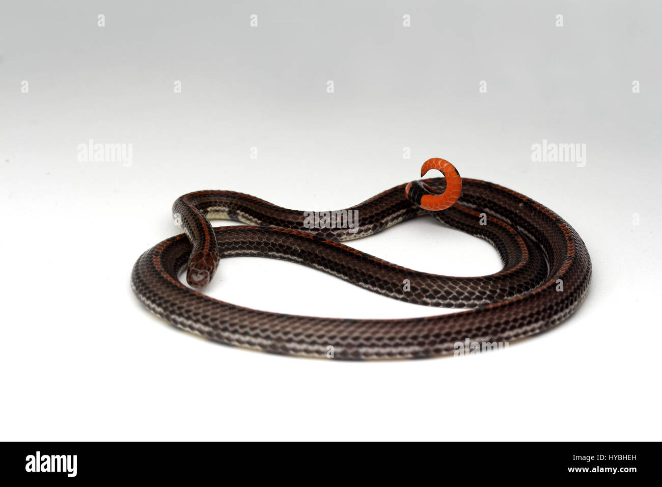 Banded Malayan Coral Snake (Calliophis intestinalis) Stock Photo