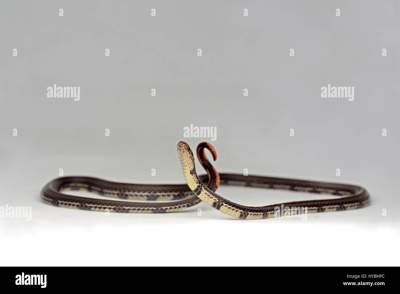 Banded Malayan Coral Snake (Calliophis intestinalis) Stock Photo