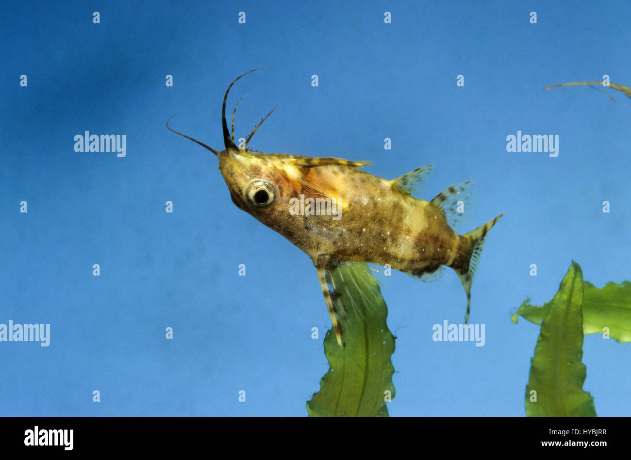 Rückenschwimmender Kongowels, Synodontis nigriventris, blotched upside-down catfish, upside down catfish Stock Photo
