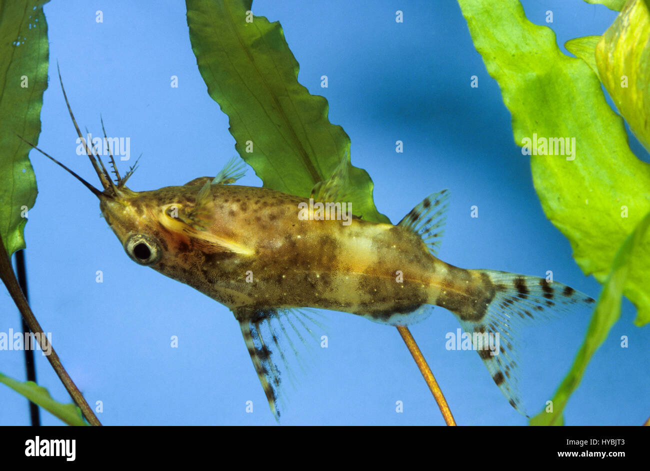 Rückenschwimmender Kongowels, Synodontis nigriventris, blotched upside-down catfish, upside down catfish Stock Photo