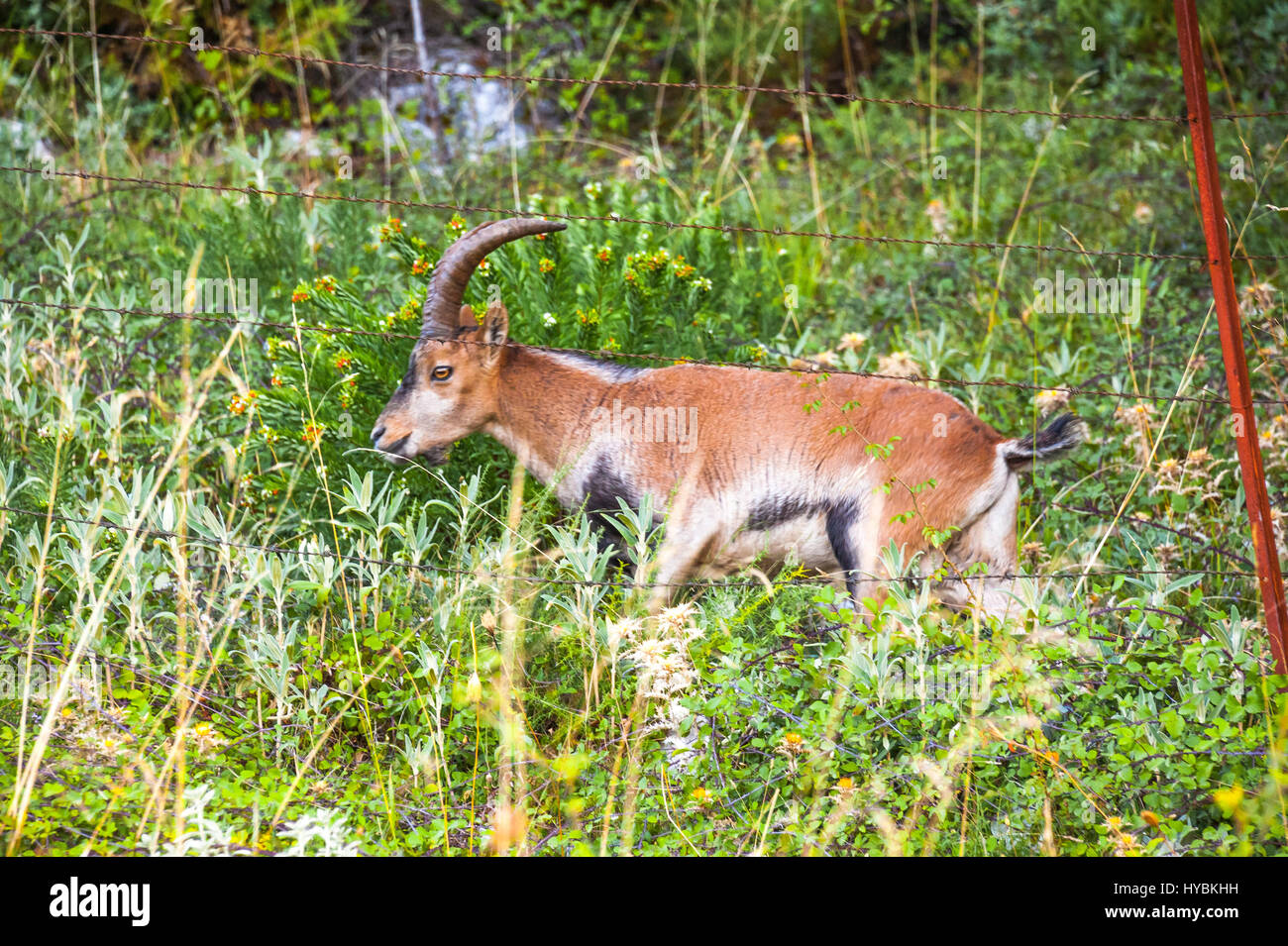 Spanish Ibex at the roadside, Capra pyrenaica, in the Ribera de Gaidovar, mountains of the Sierra de Grazalema Natural Park; Andalusia, Spain Stock Photo