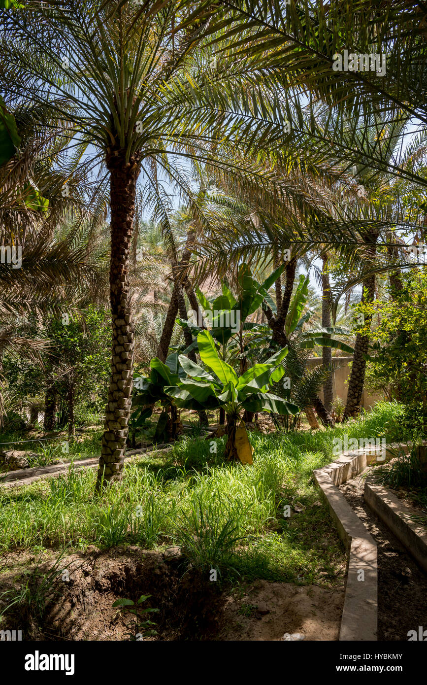 Palm grove and typical arabian garden in Wadi Bani Khalid, Sultanate of