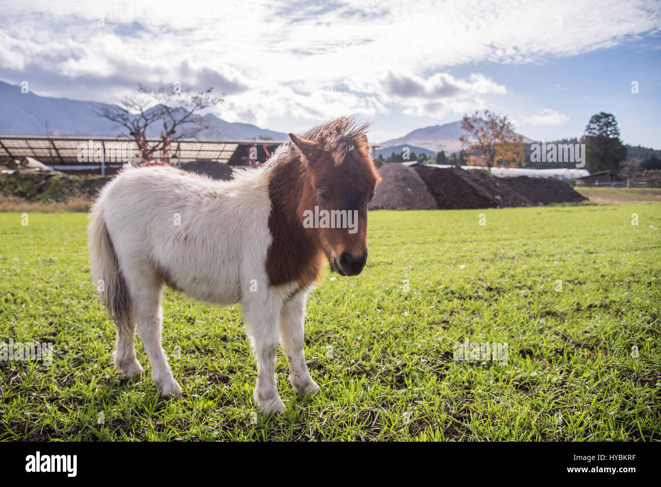 Young cute horse in farm in morning sunrise with green grass background ...