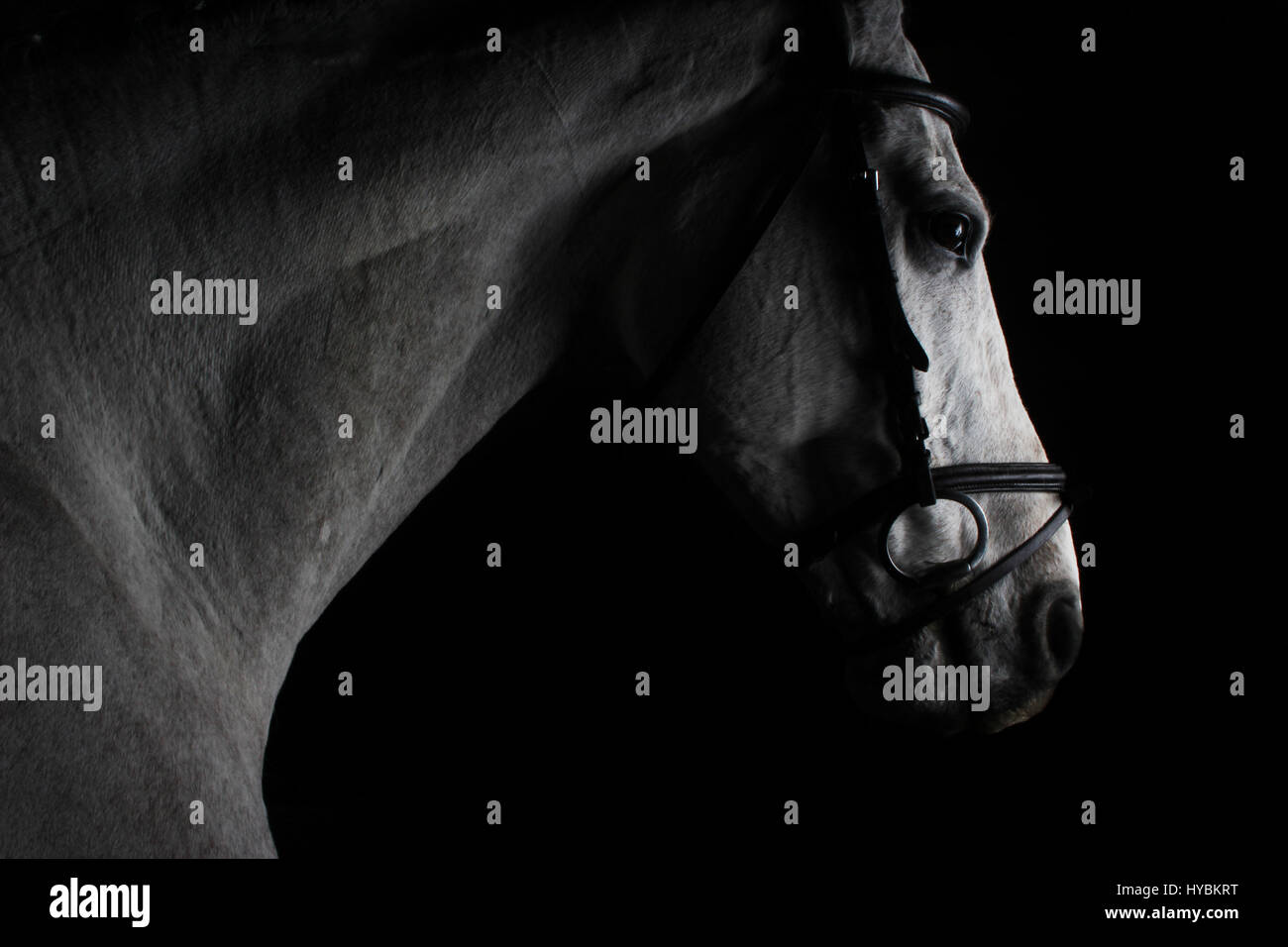 fine art equestrian photography Stock Photo