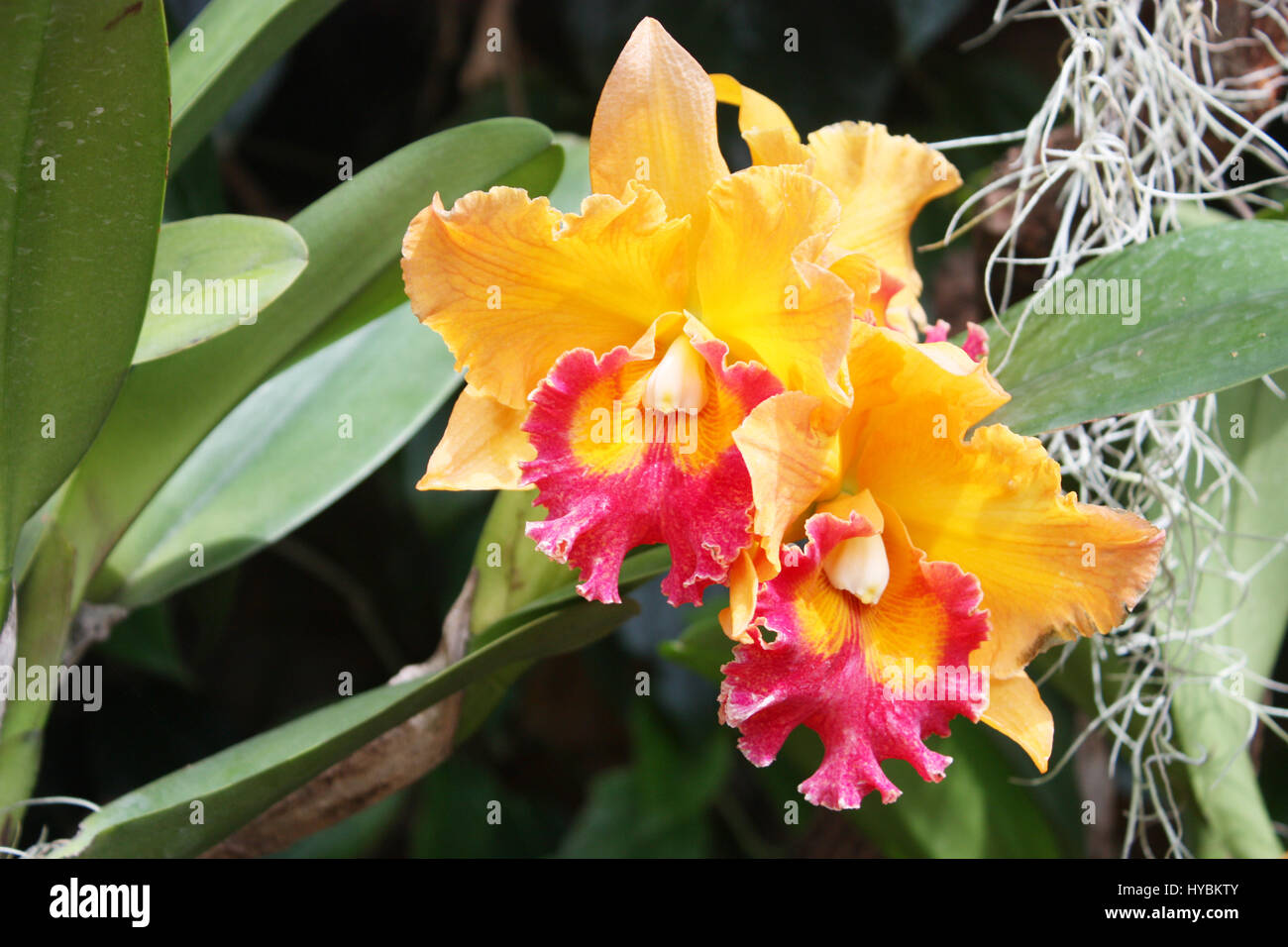 oranges orchid beautiful in garden,Thai Orchid Stock Photo