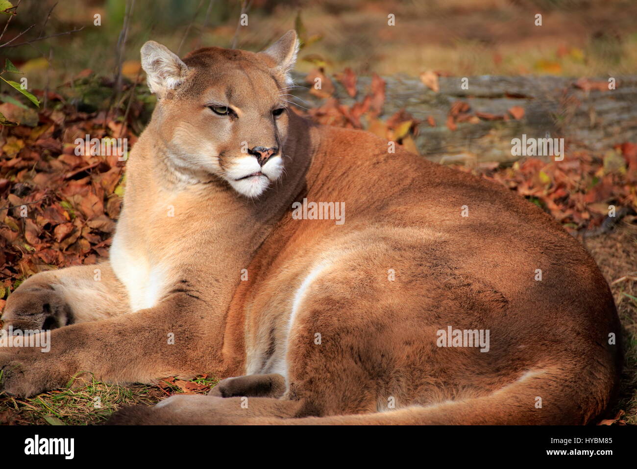 A cougar or mountain lion or puma or panther or catamount Stock Photo -  Alamy