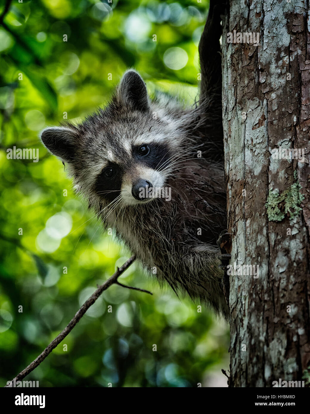 This little guy was first fleeing up on a tree in the forest, but was then very curiously observing me from his save place.|Florida Raccoon (Procyon lotor elucus) Stock Photo