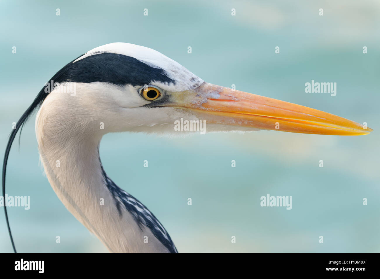 A grey heron has a long yellow beak. Adults have a white head and neck with a broad black stripe that extends from the eye to the black crest. They are living in temperate Europe, Asia and parts of Africa.|Western Grey Heron (Ardea cinerea cinerea) Stock Photo