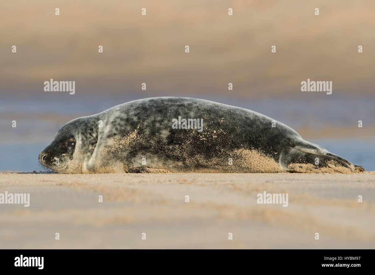 Atlantic Grey Seal Pup (Halichoerus grypus) Stock Photo
