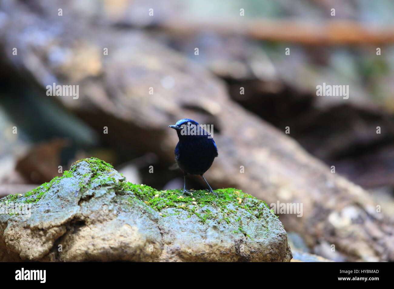 White-tailed Robin (Cinclidium leucurum) in North Vietnam Stock Photo
