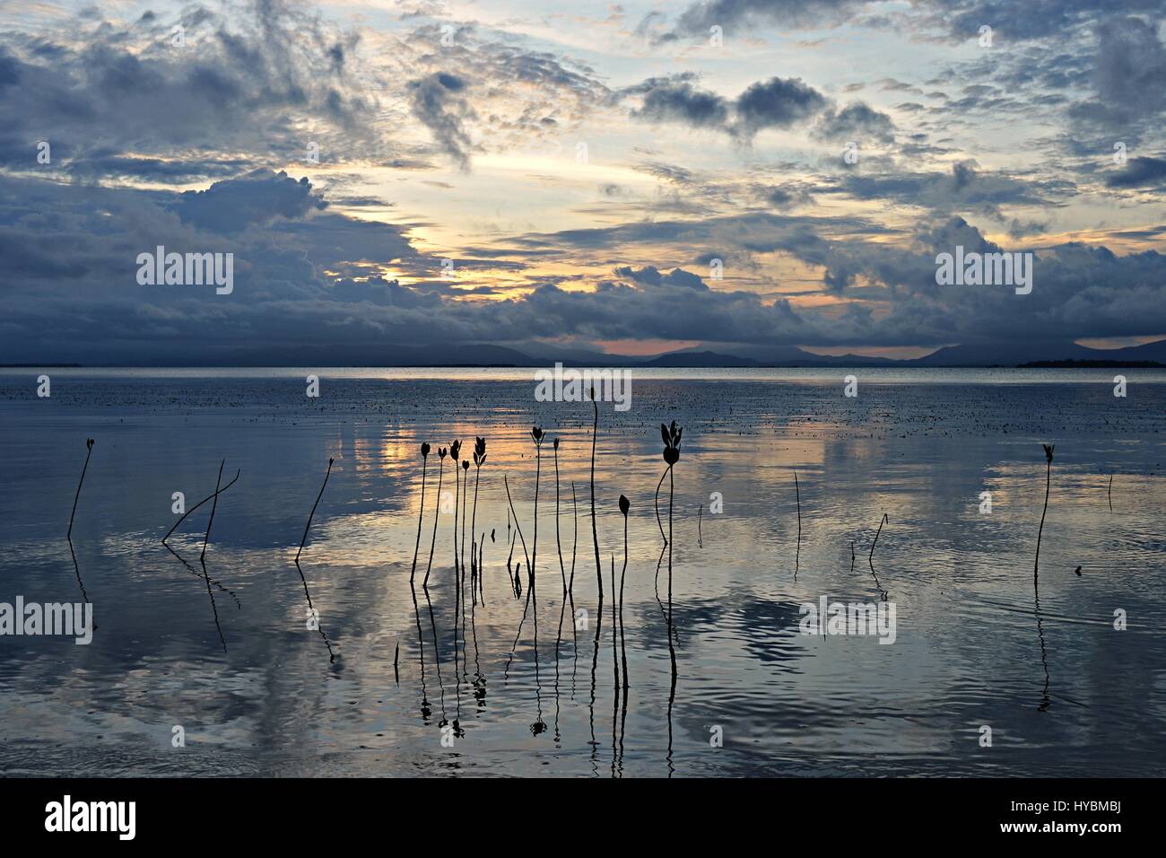 Amazing Mangroves plants in the sea during sunset around the island Pamilacan Stock Photo