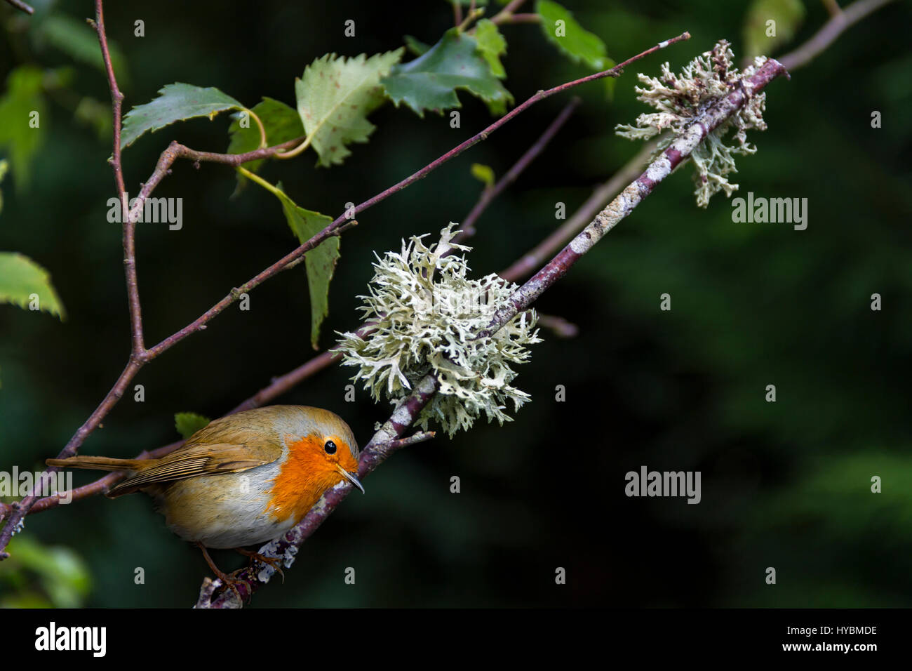 Robin in our garden, Isle of Wight Stock Photo