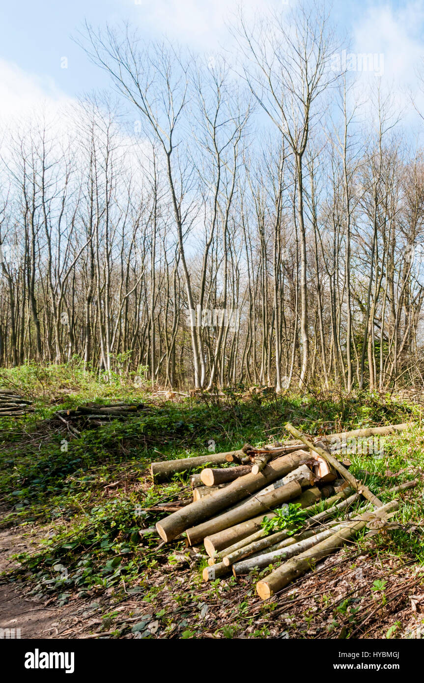 Beech woodland on Nut Hill at Gatton Park in Surrey Green belt south of London. Stock Photo