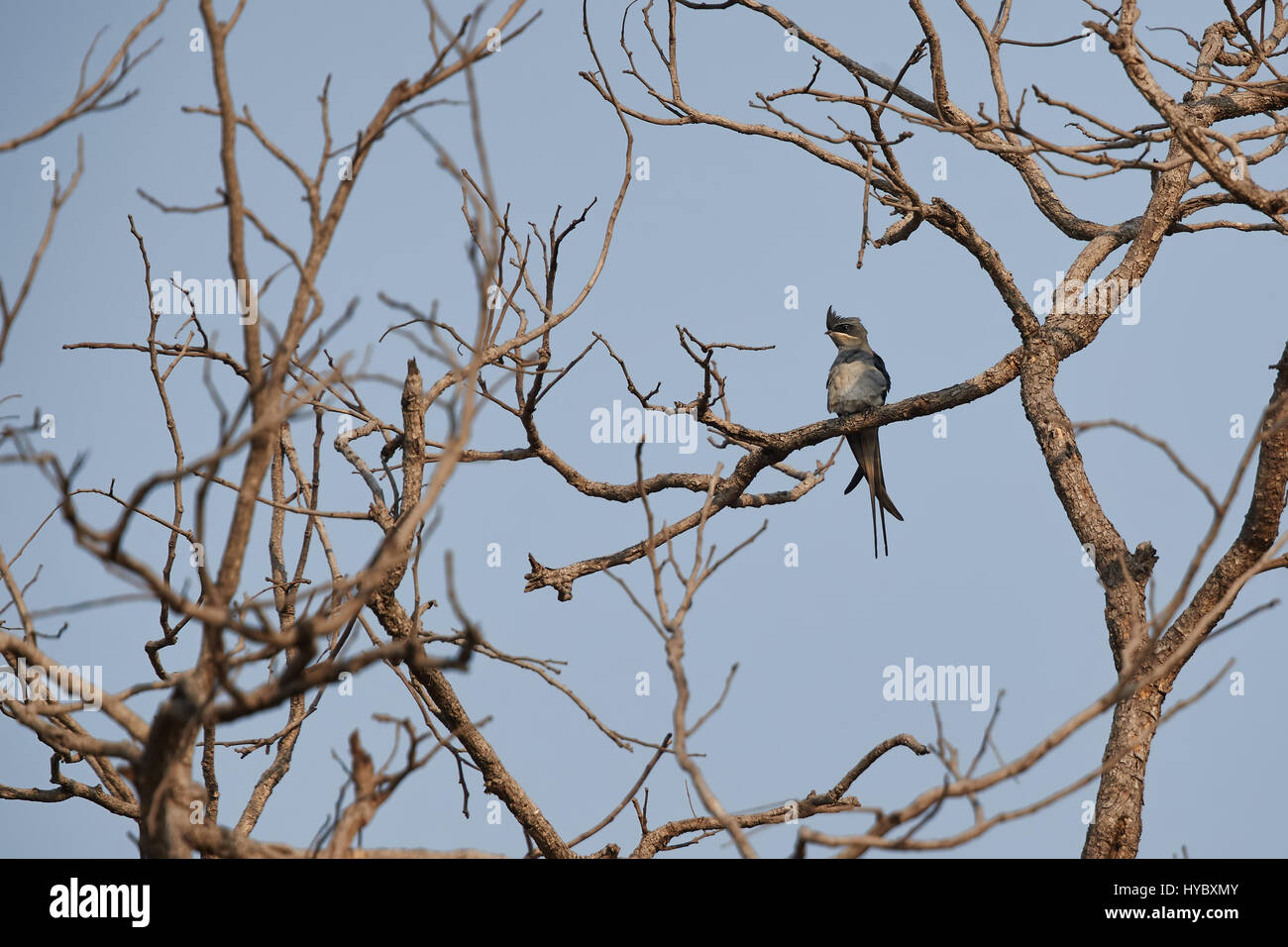 The crested treeswift is a kind of tree swift. The tree swifts are ...