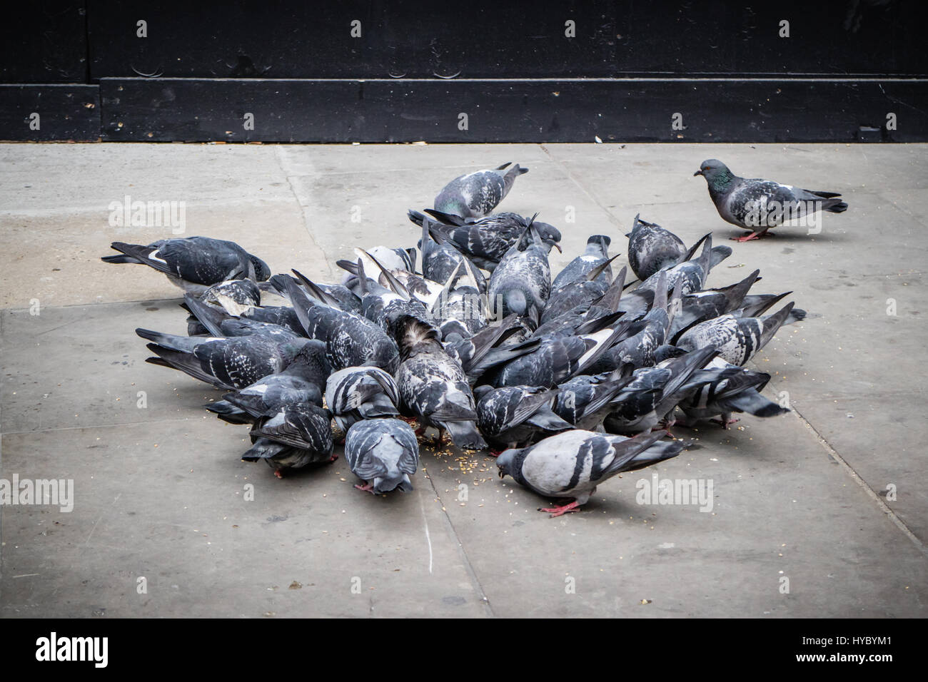Group of Pigeons eating food on the floor Stock Photo Alamy