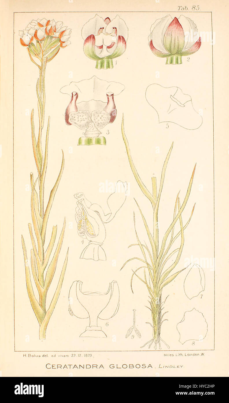 Ceratandra globosa   Icones Orchidearum Austro Africanarum   vol. 3 plate 85 (1913) Stock Photo