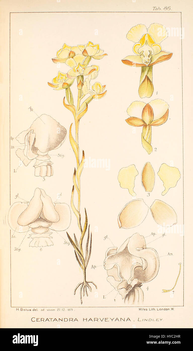 Ceratandra harveyana   Icones Orchidearum Austro Africanarum   vol. 3 plate 86 (1913) Stock Photo