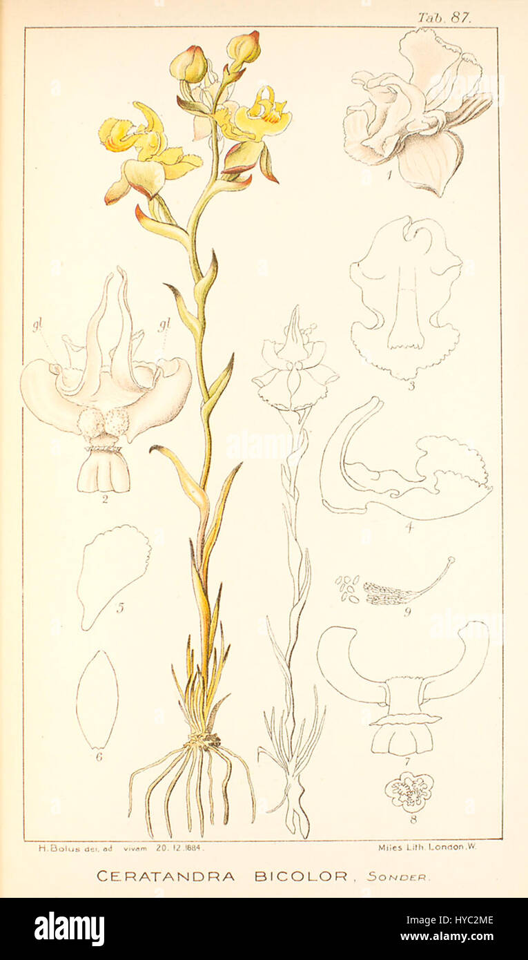 Ceratandra bicolor   Icones Orchidearum Austro Africanarum   vol. 3 plate 87 (1913) Stock Photo