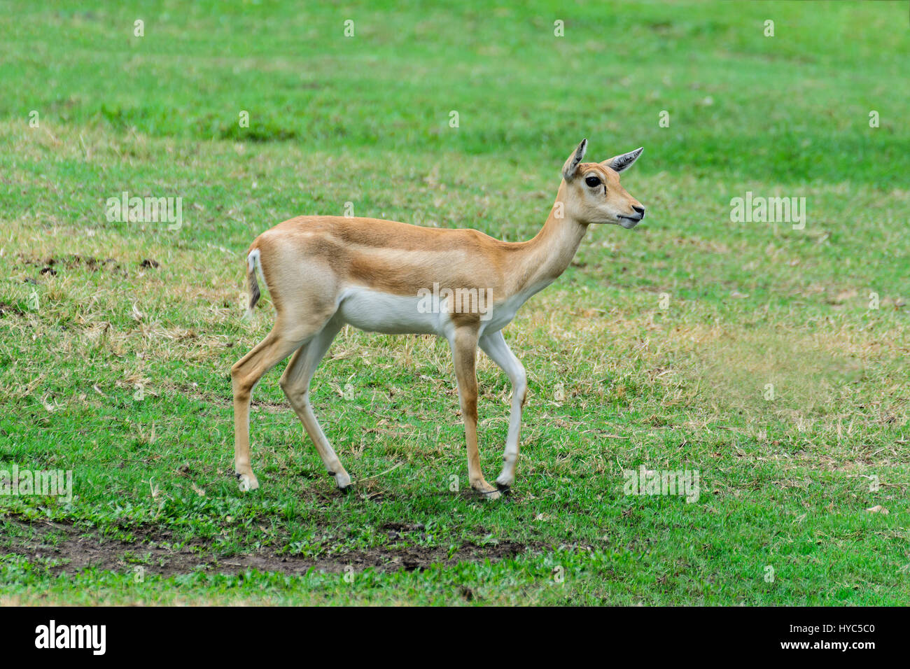Male thomsons gazelle serengeti hi-res stock photography and images - Alamy