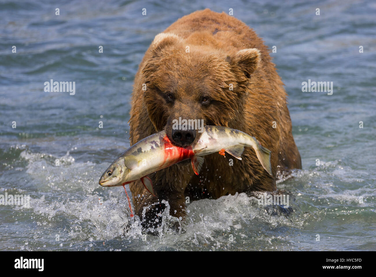 Brown bear (Ursus arctos) with a salmon in its mouth, McNeil River ...