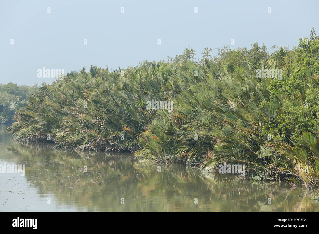 Nipah palm trees, also known as 'golpata', in the Sundarbans, Bagerhat, Bangladesh Stock Photo