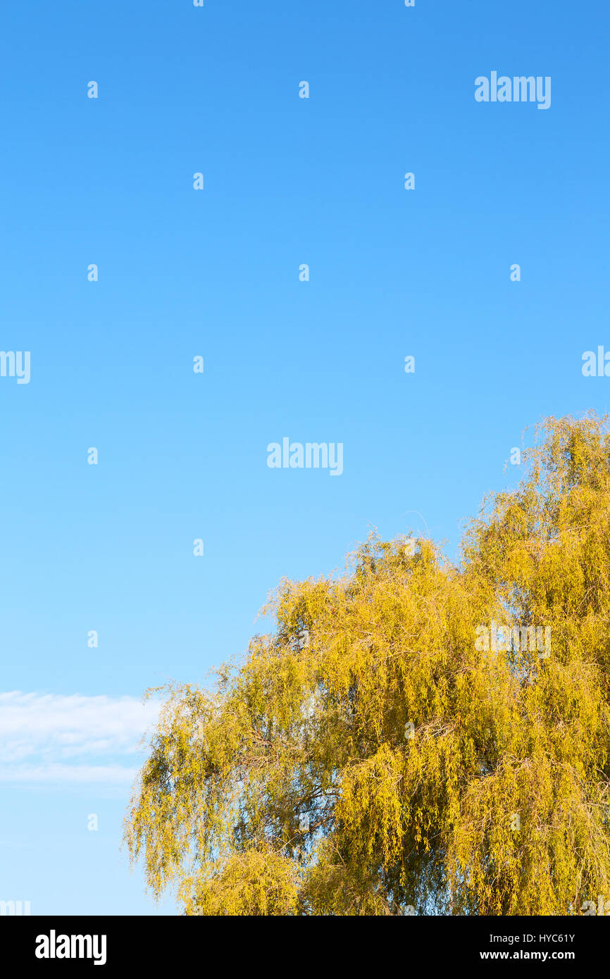 branches of willow weeping in the sky background Stock Photo - Alamy