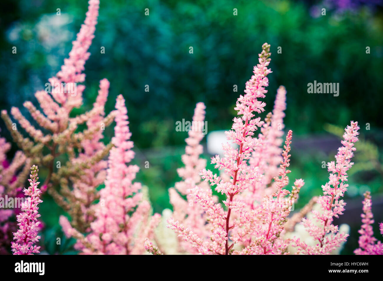 Astilbe flowers growing in the garden. Shallow depth of field. Stock Photo