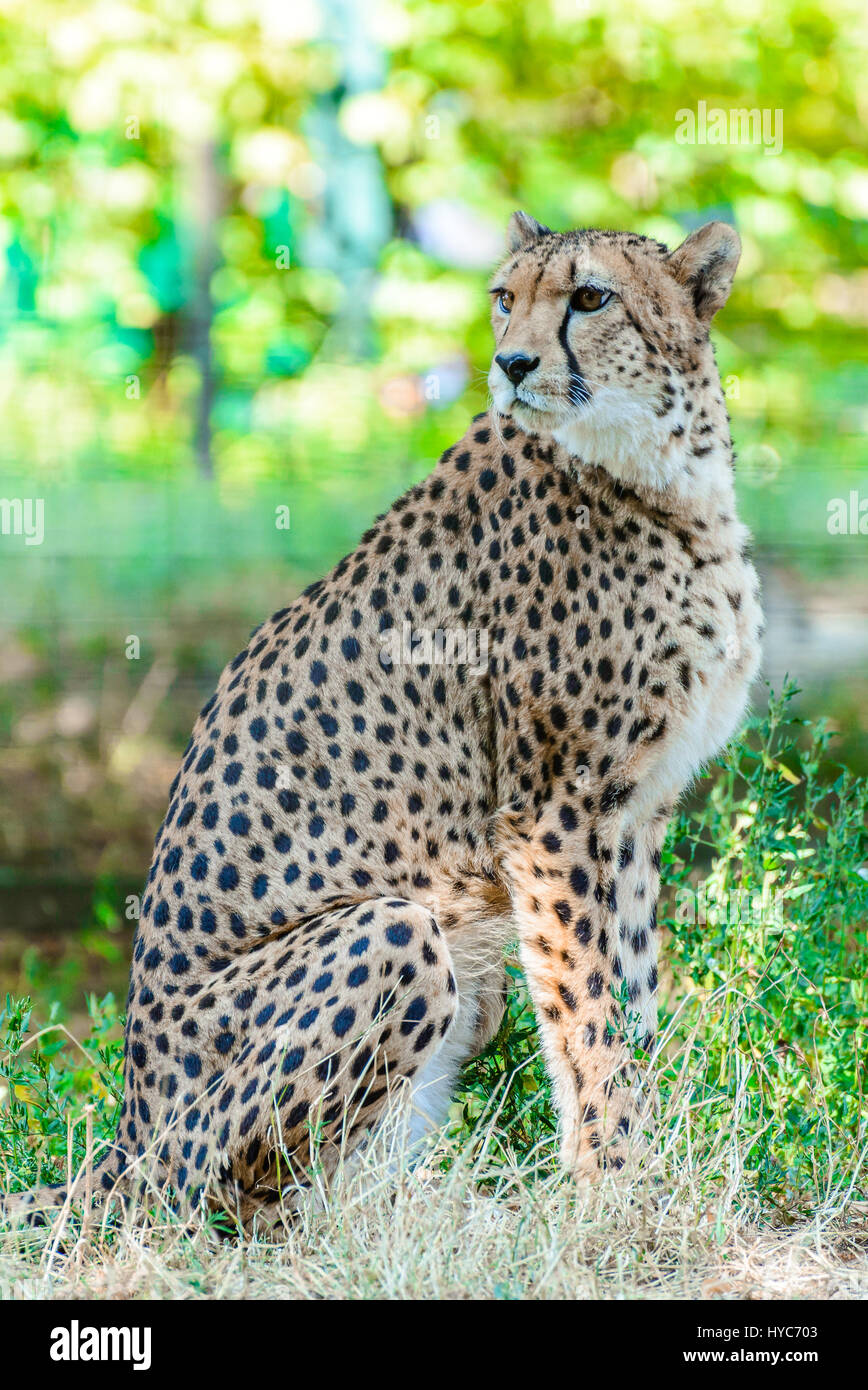Cheetah (Acinonyx jubatus) at Schoenbrunn Tiergarten, zoo garden in Wien. Stock Photo