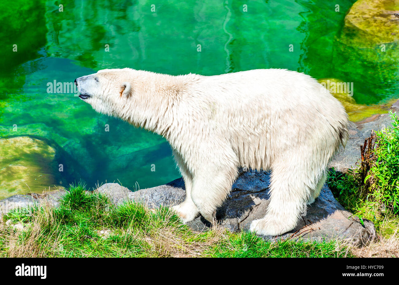 Vienna, Austria. Polar Bear (Ursus maritimus) at Schoenbrunn Tiergarten, zoo garden in Wien. Stock Photo