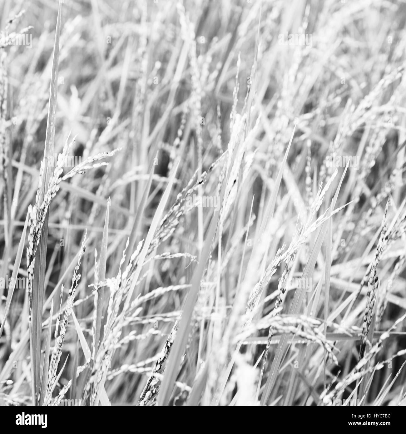 Philippines rice field Black and White Stock Photos & Images - Alamy