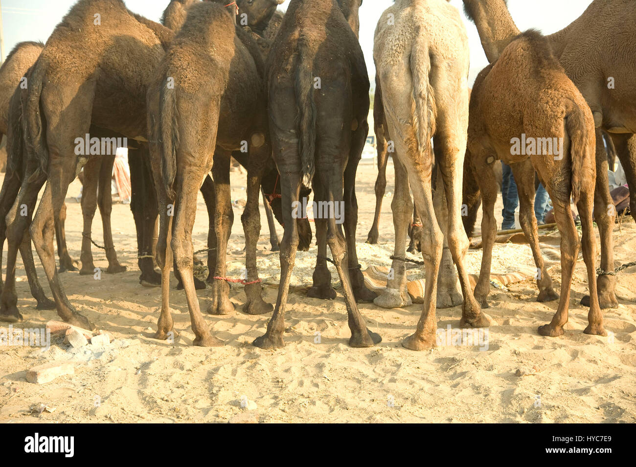 Camel leg legs hires stock photography and images Alamy