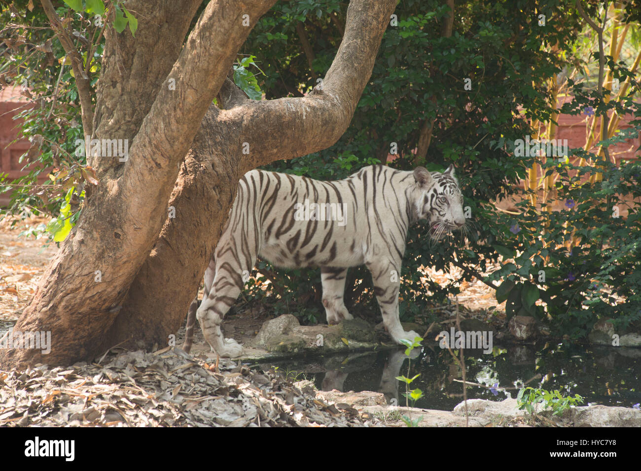 Odisha wildlife hi-res stock photography and images - Alamy
