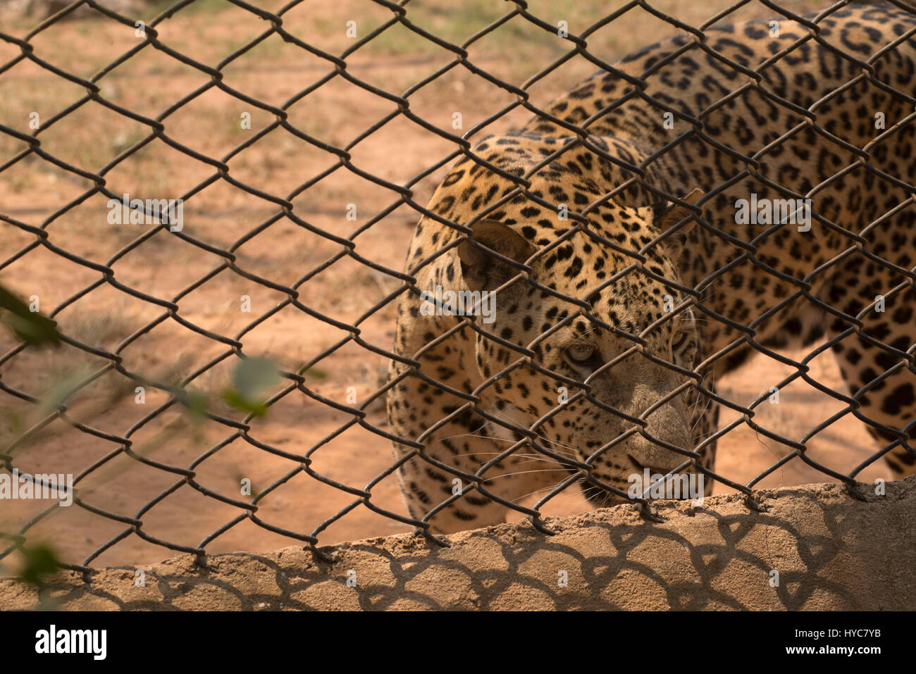 Leopard, nandankanan zoological park, orissa, Asia, India Stock Photo