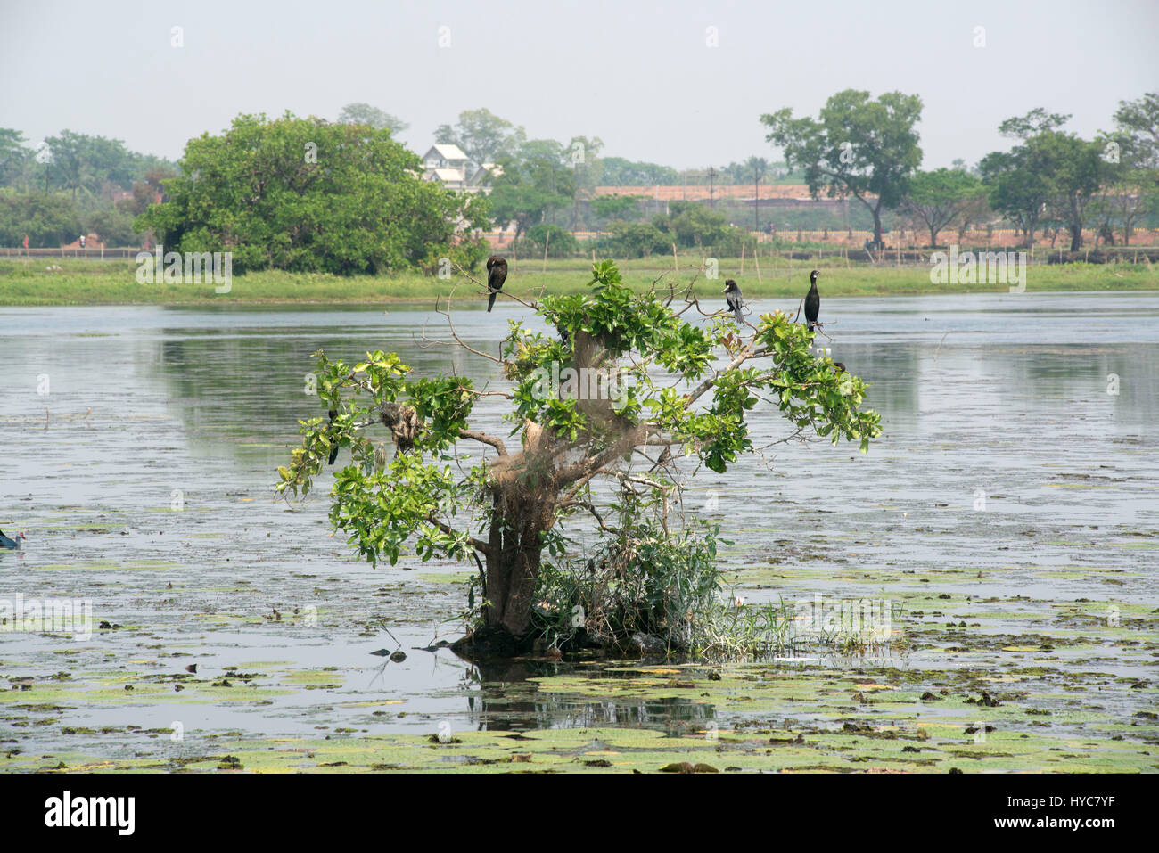 Migrating birds resting on tree, nandankanan zoological park, orissa, Asia, India Stock Photo