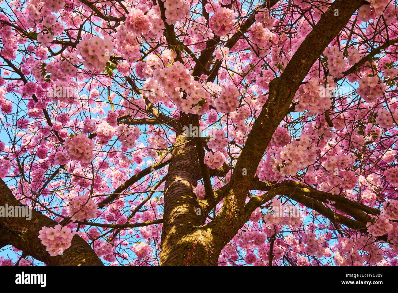 Sakura tree full bloom in late march, pink cherry blossom Stock Photo ...