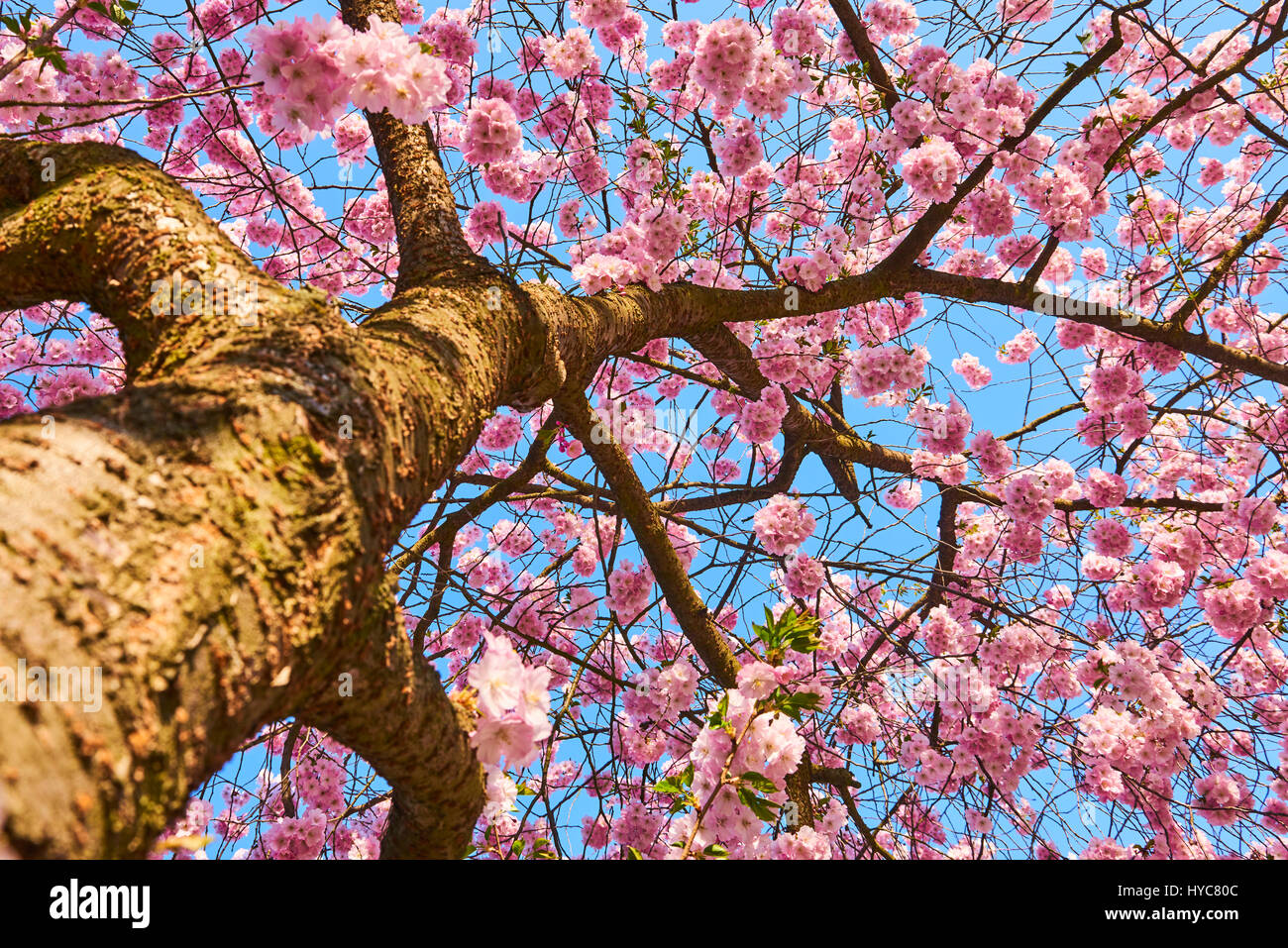 Sakura tree full bloom in late march, pink cherry blossom Stock Photo ...