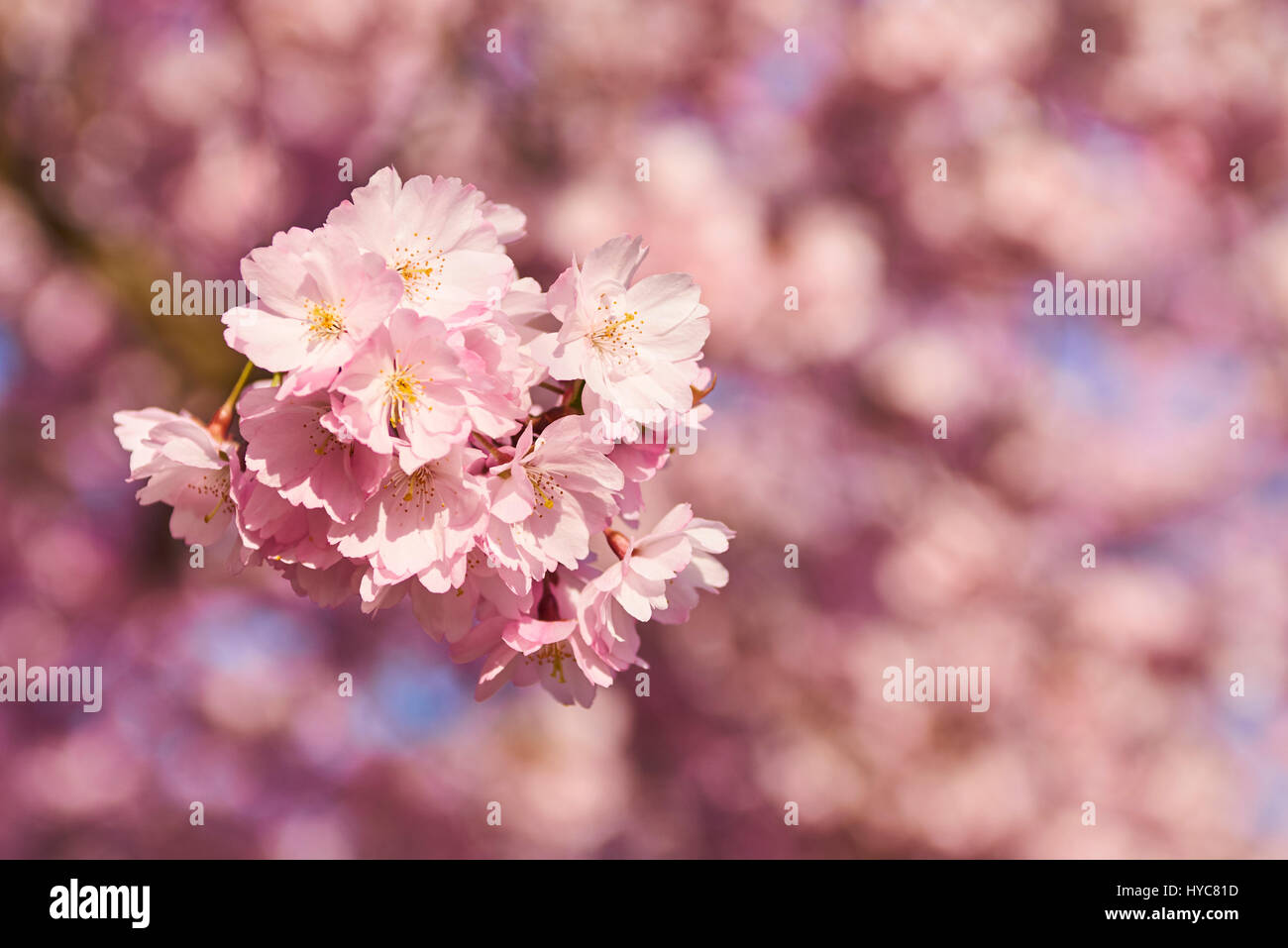 Sakura tree full bloom in late march, pink cherry blossom Stock Photo