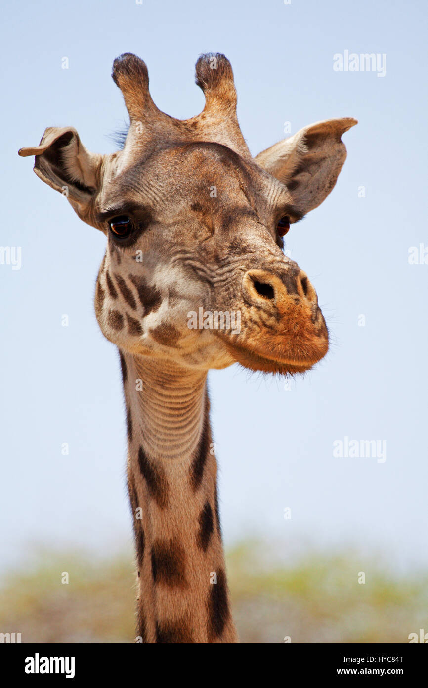 giraffe portrait, masai mara national park, kenya, africa Stock Photo