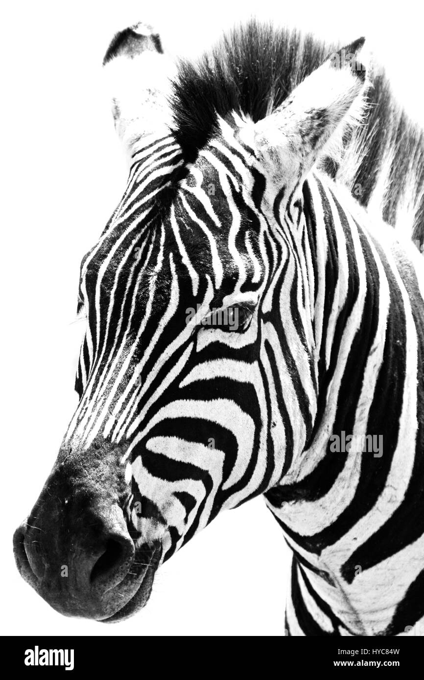 zebra portrait, masai mara national park, kenya, africa Stock Photo - Alamy