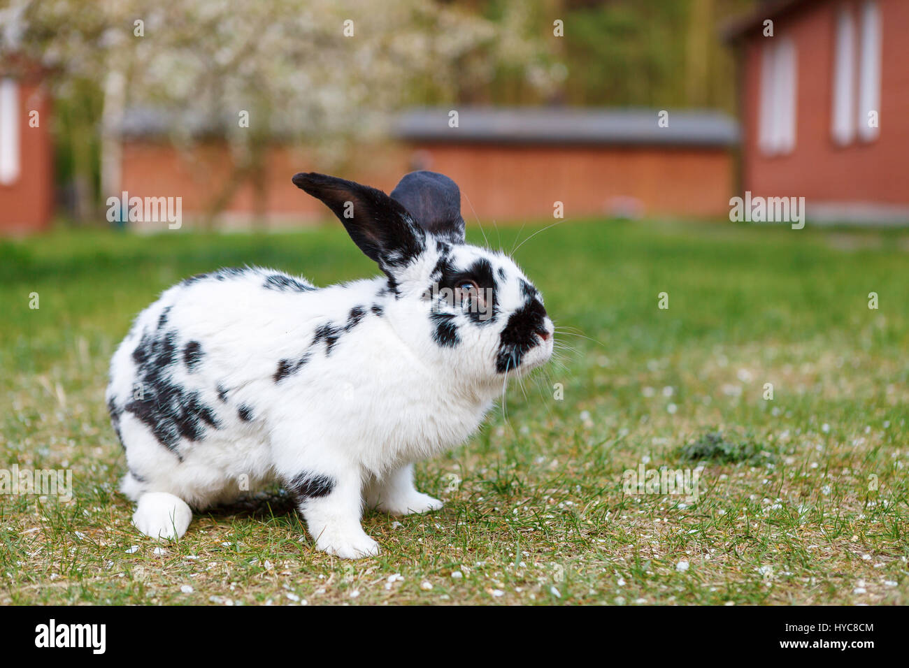 Checkered Giant Rabbit Stock Photo Alamy