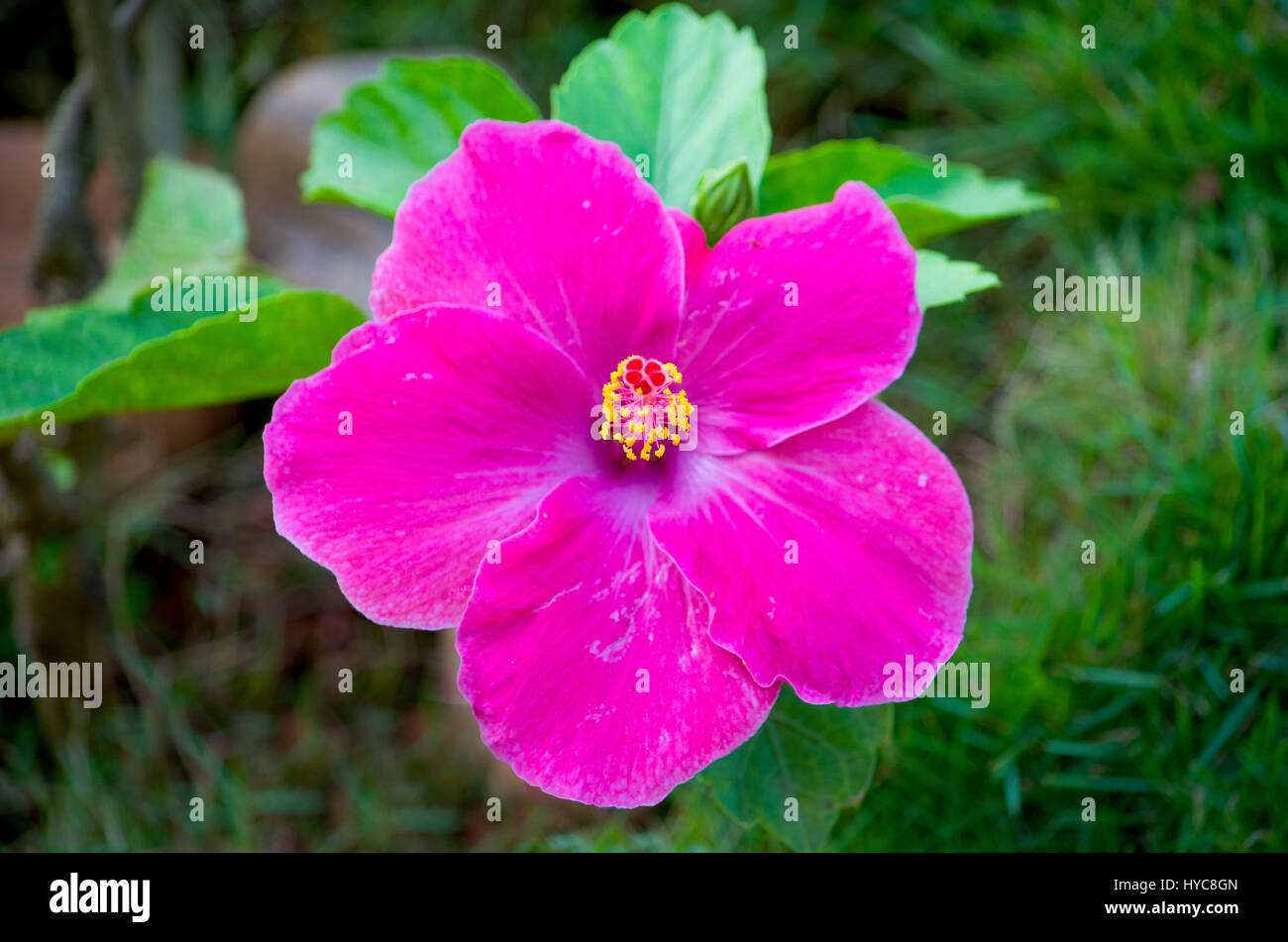 Tropical flower of Asia hibiscus violet Stock Photo