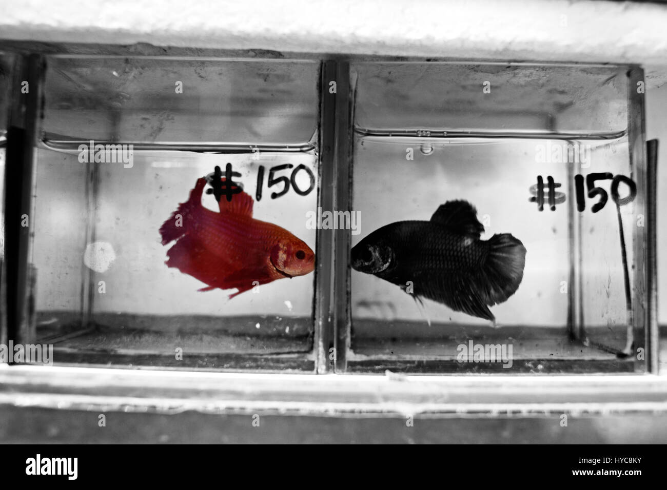 fish for sale in animal store in kowloon, hong kong, china Stock Photo