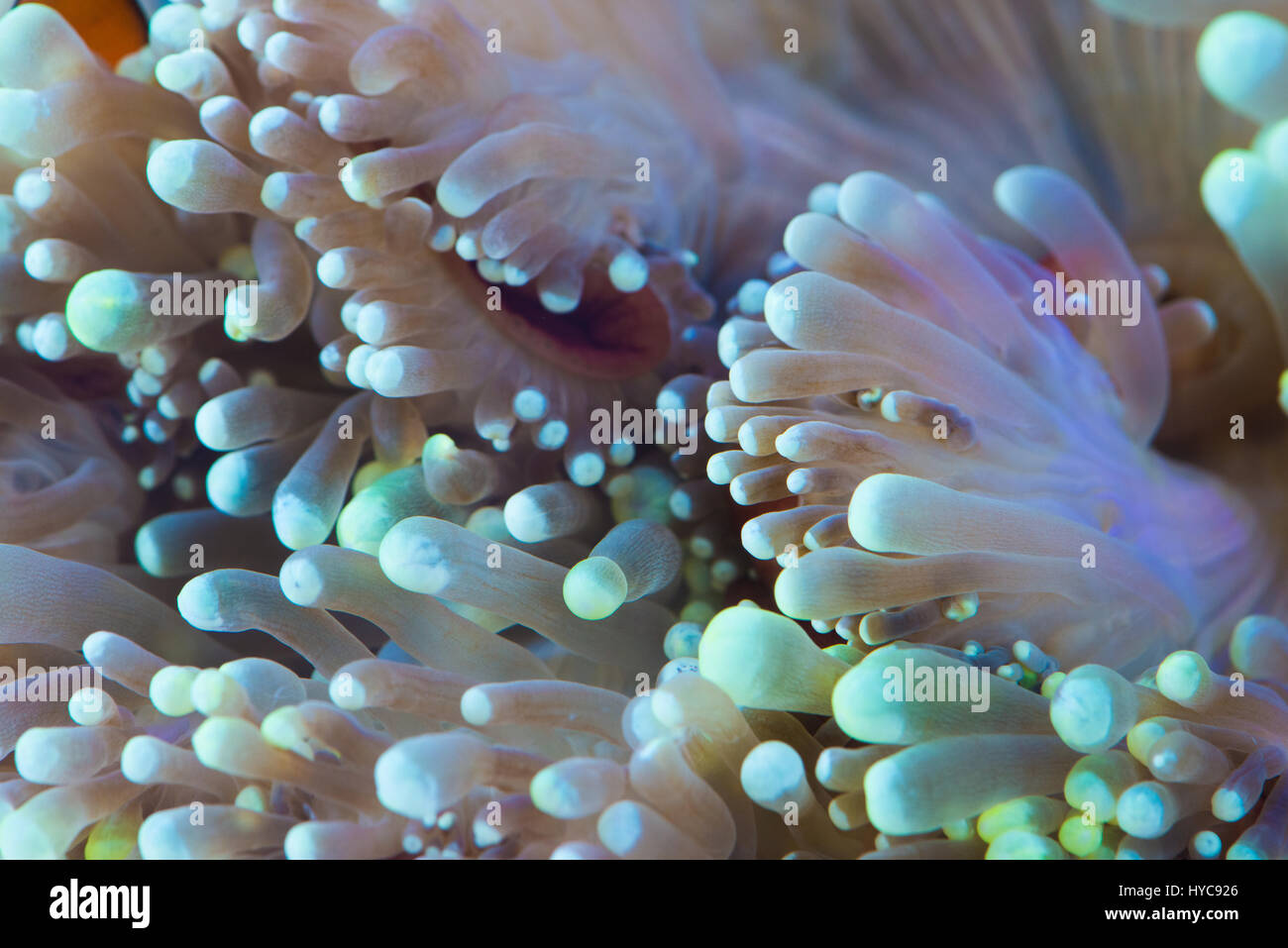 close up shot of green bubble tip sea anemone Stock Photo