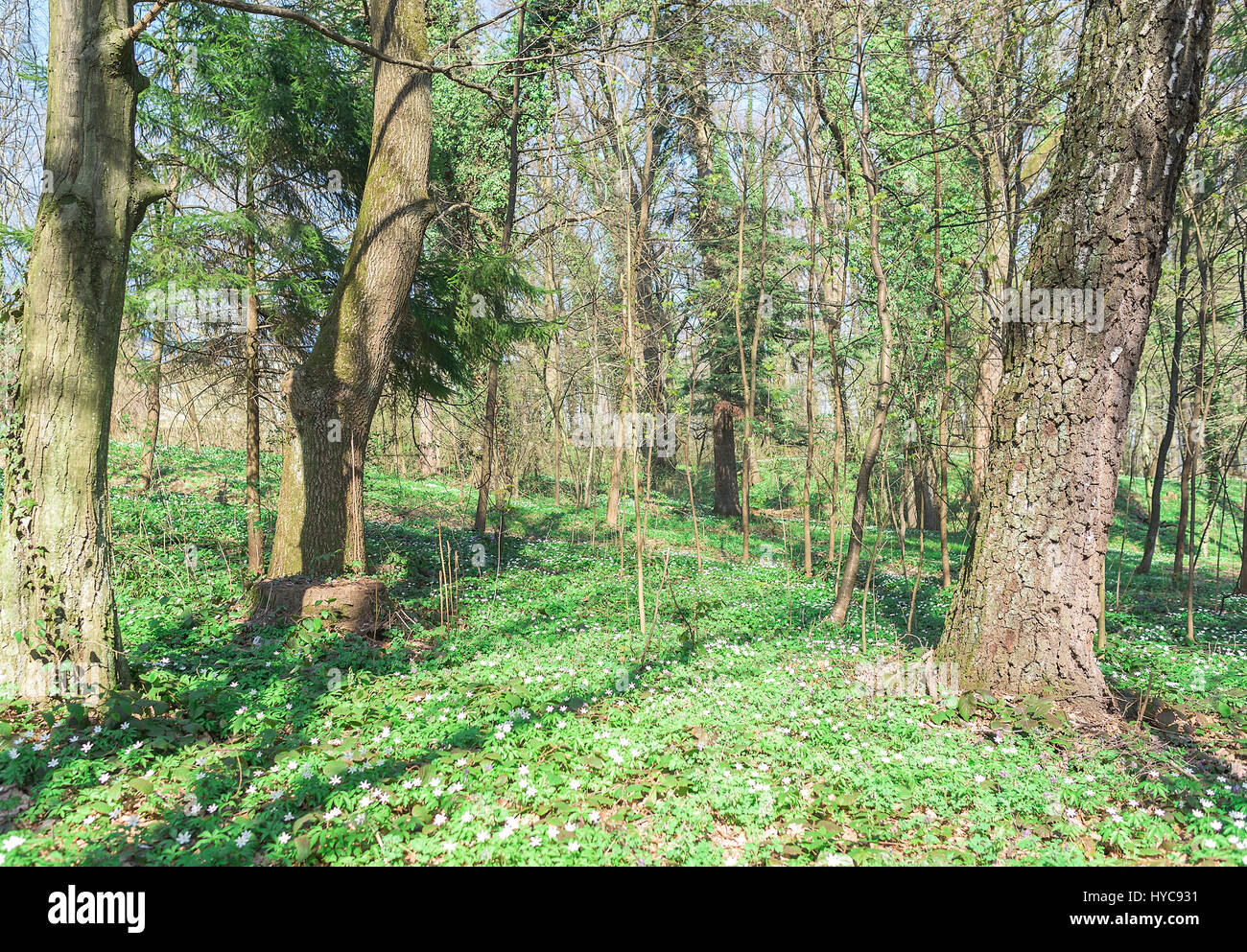 Forest with blooming flowers Stock Photo - Alamy