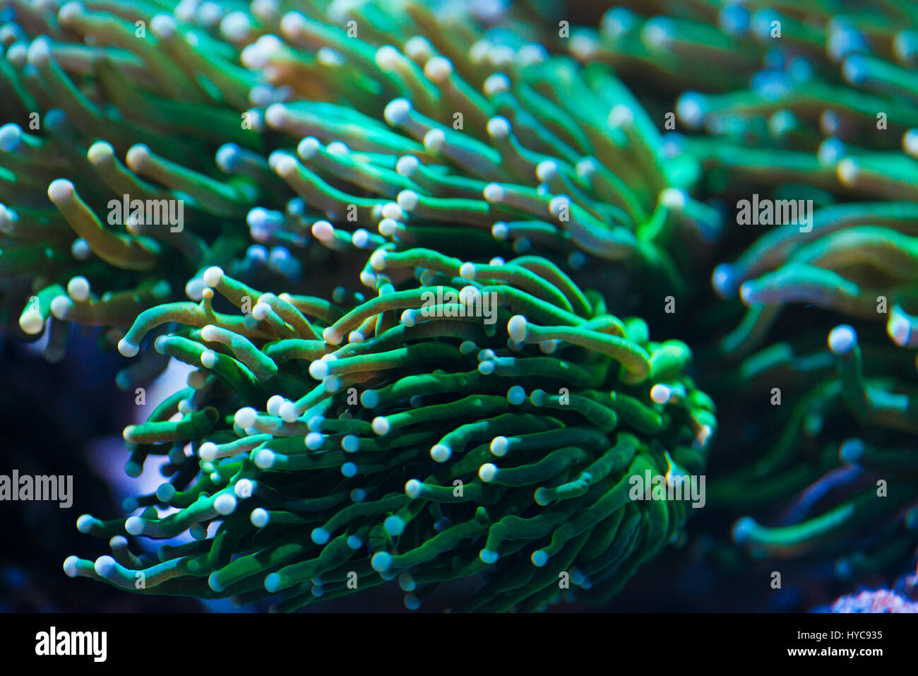 Torch coral euphyllia glabrescens hires stock photography and images