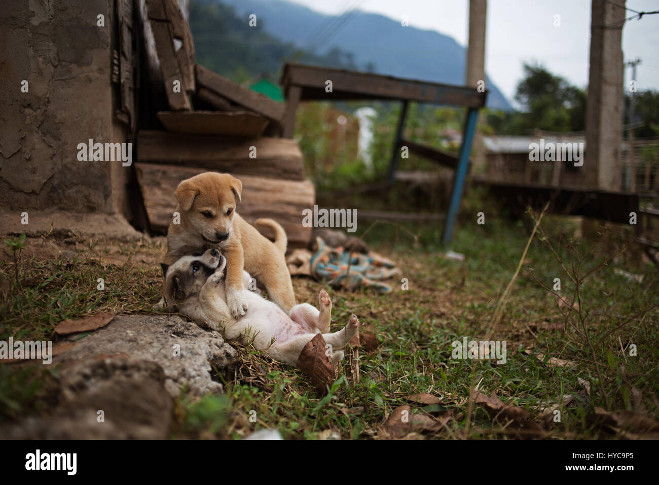 little dogs playing muang, ngoi, laos Stock Photo